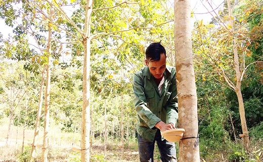Bí quyết “sức sống mạnh mẽ” từ gốc rễ cây cao su Tây Nguyên